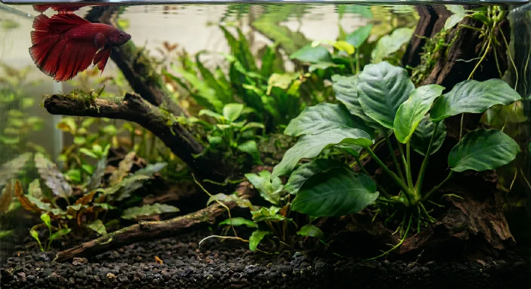 Plantas naturais no aquário de Betta